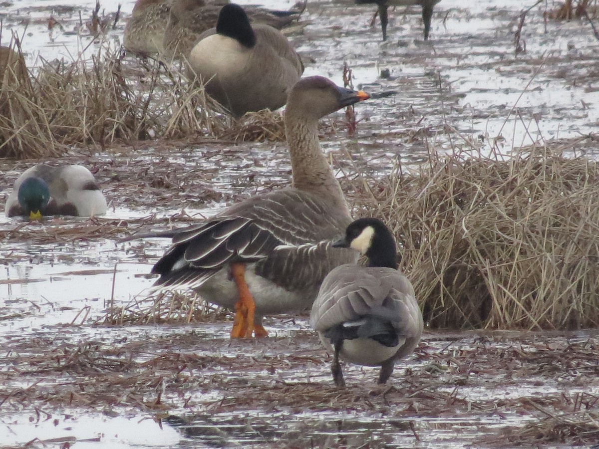 Tundra Bean-Goose - Jamie Simmons