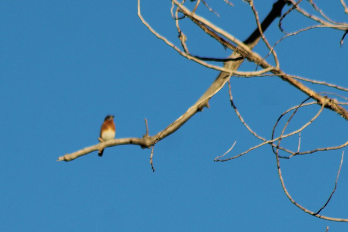 Eastern Bluebird - ML125327061