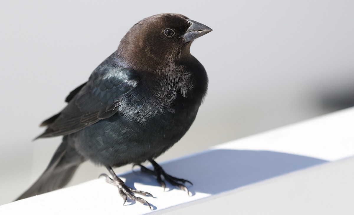 Brown-headed Cowbird - ML125328571