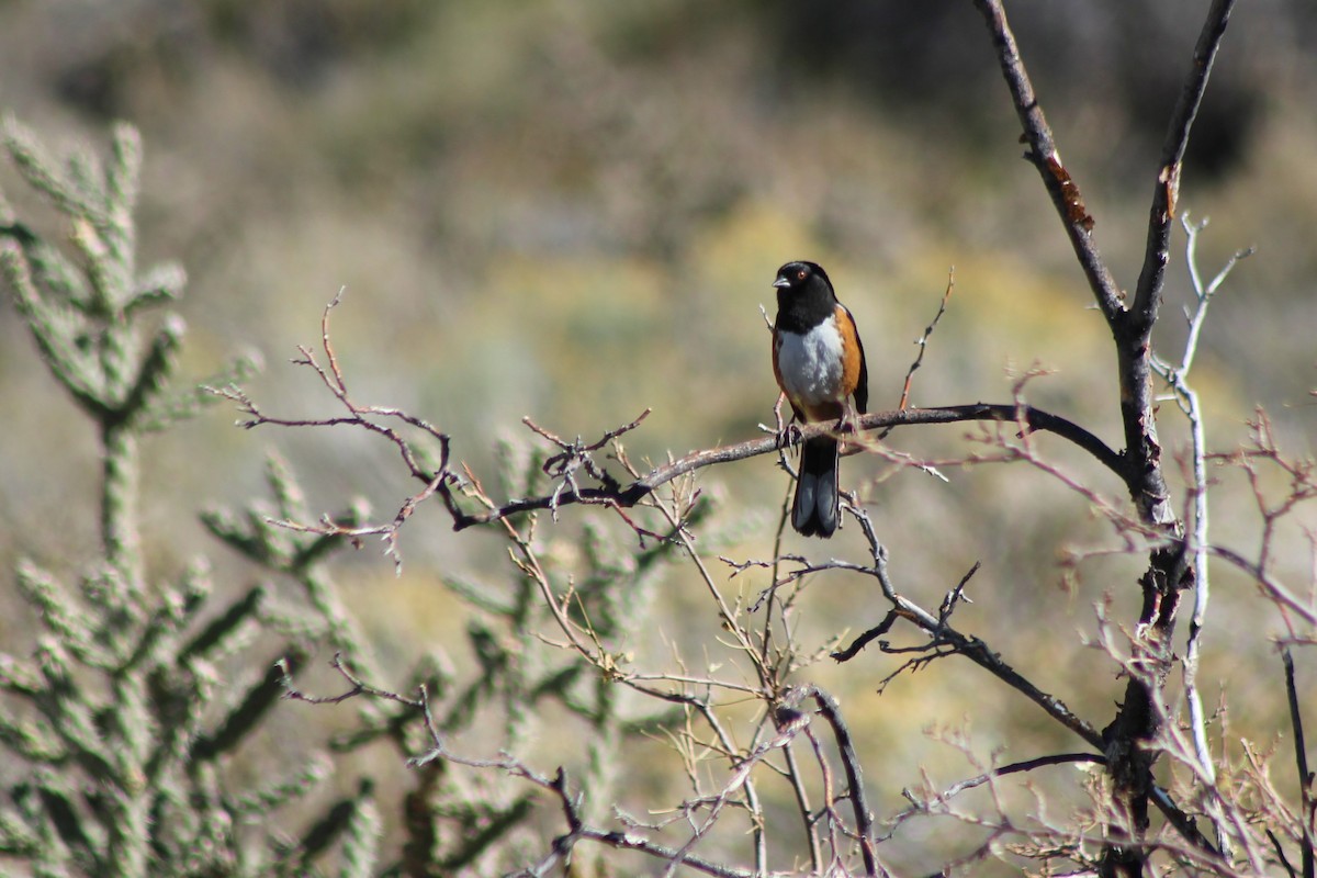 Spotted Towhee - ML125328721
