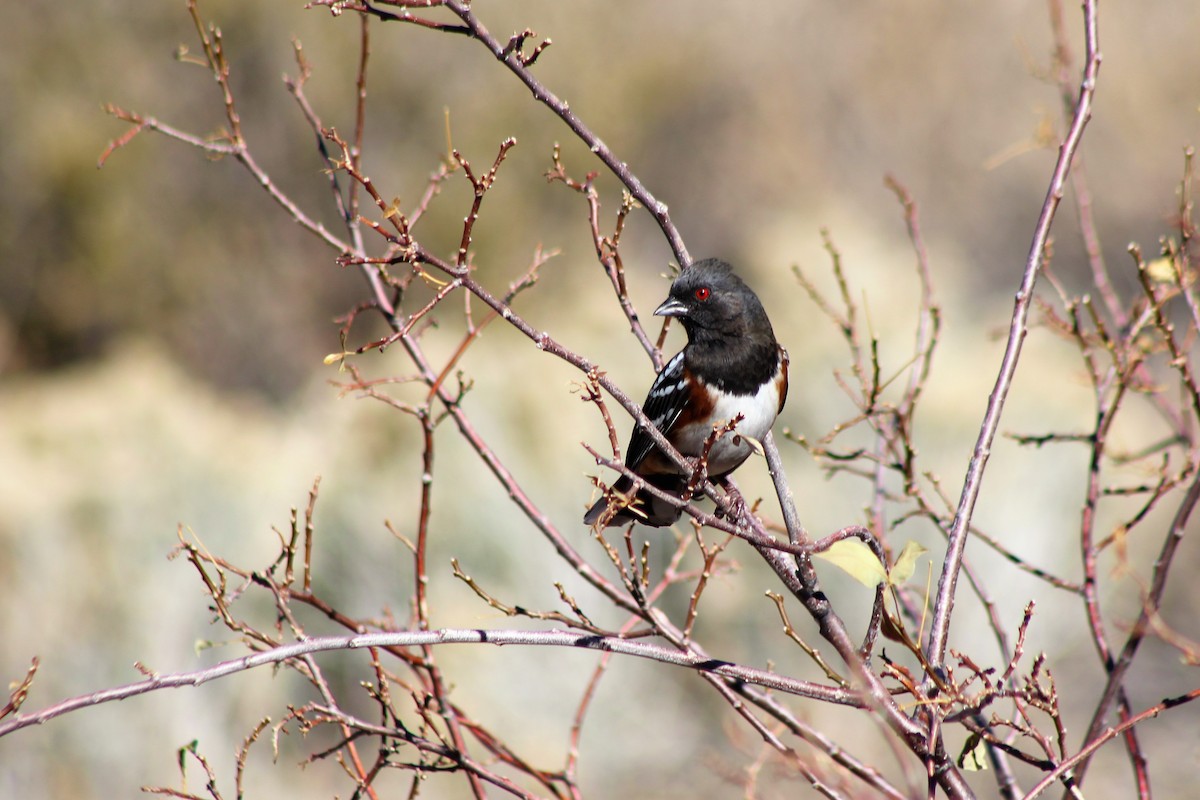 Spotted Towhee - ML125328731