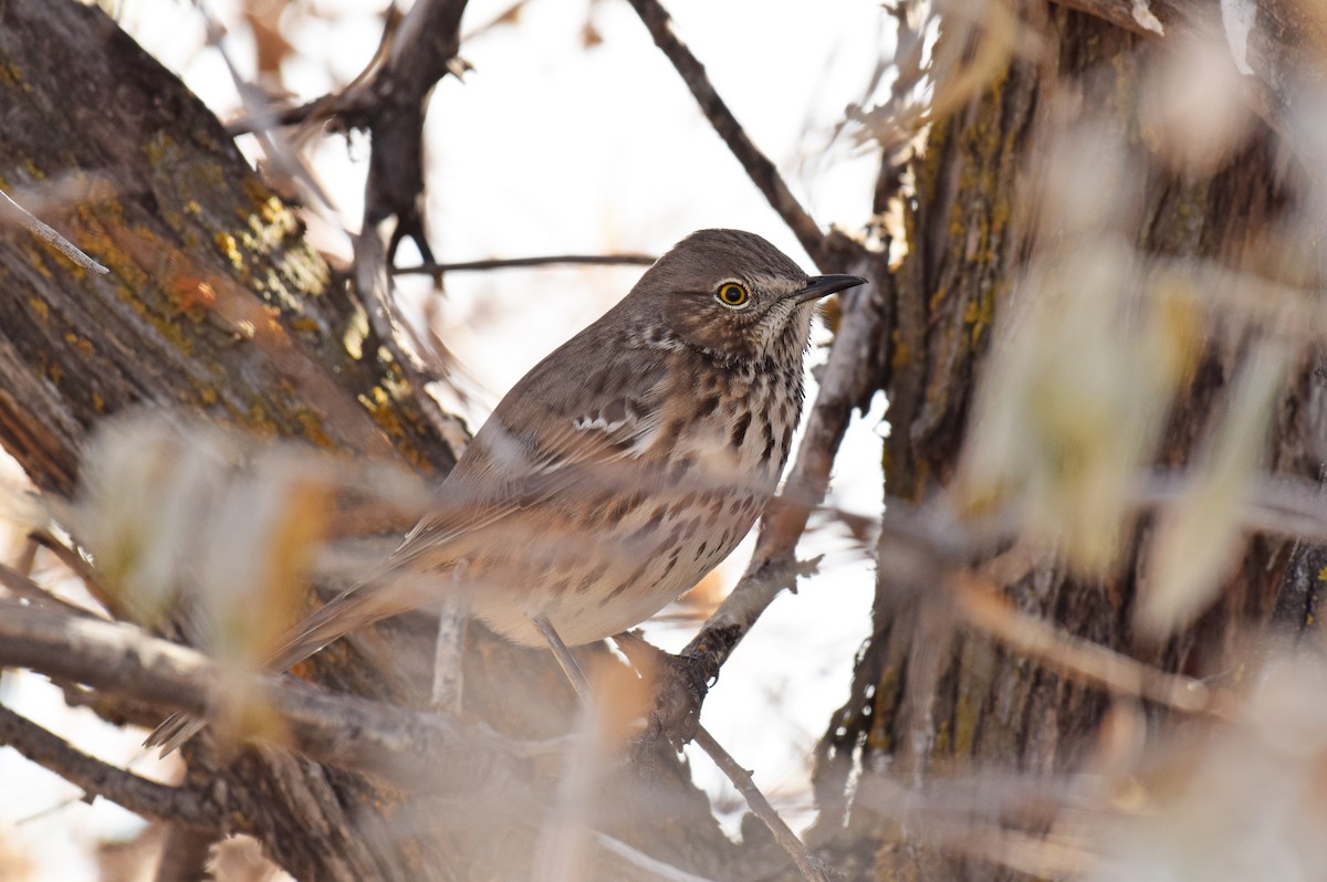 Sage Thrasher - Ryan O'Donnell