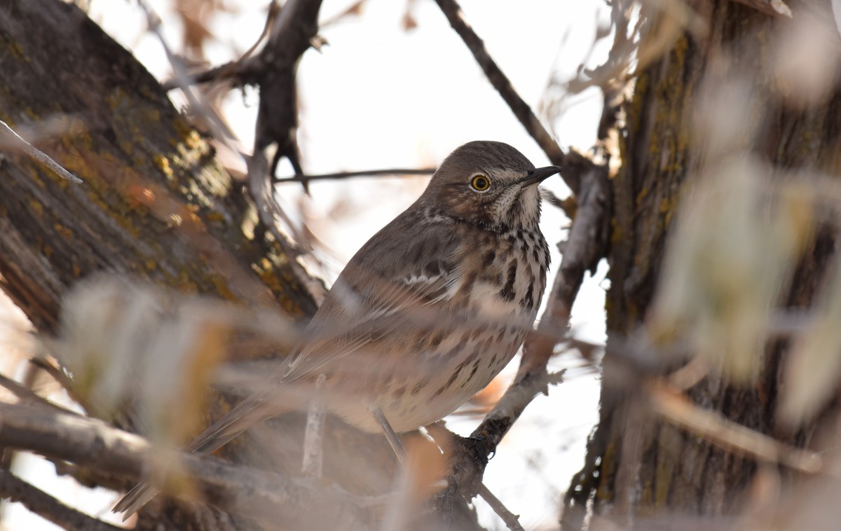 Sage Thrasher - Ryan O'Donnell