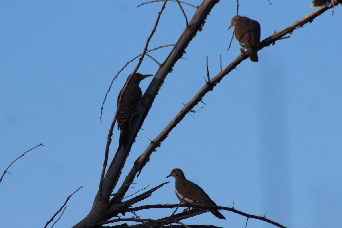 Northern Flicker - ML125329521