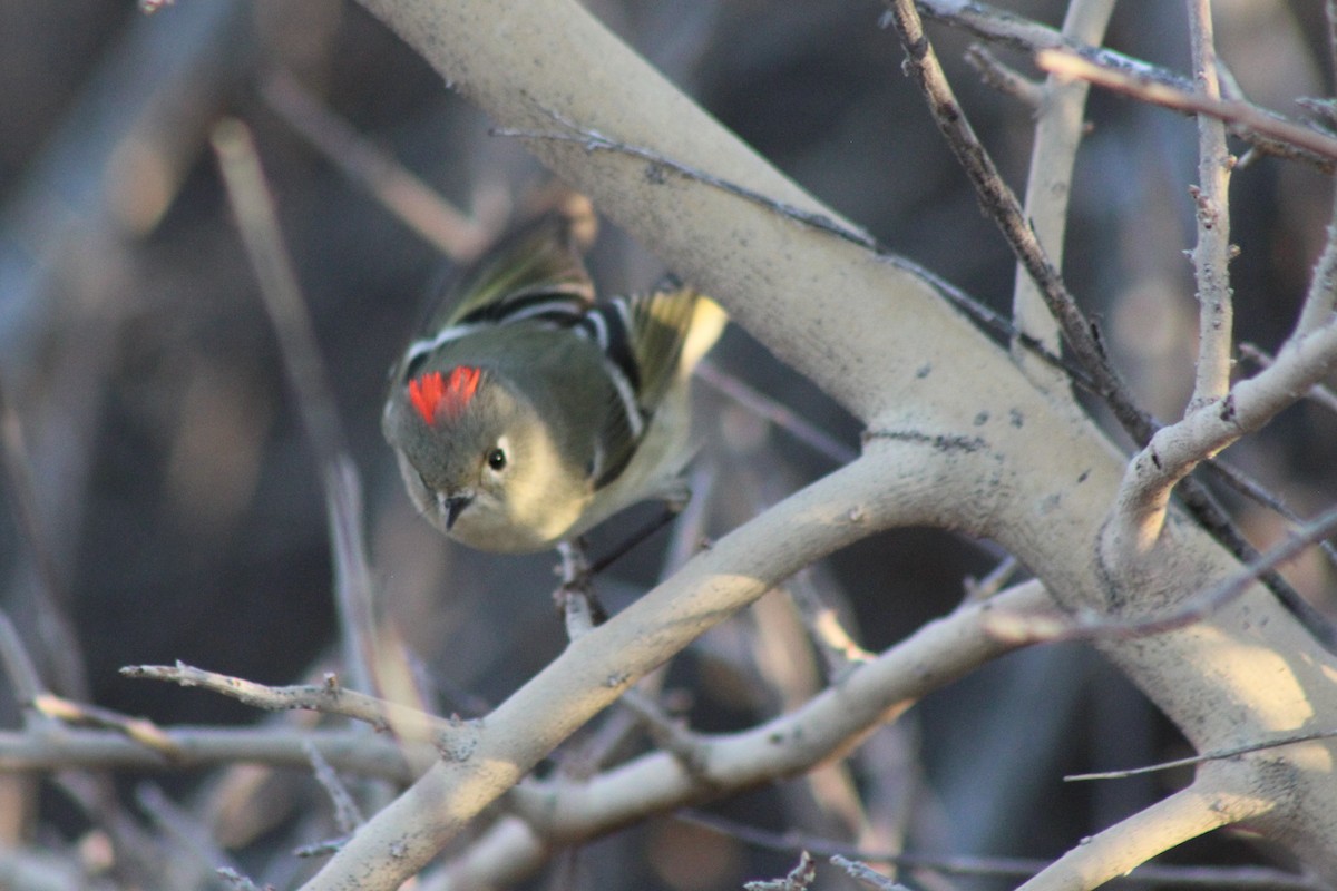 Ruby-crowned Kinglet - David Lerwill