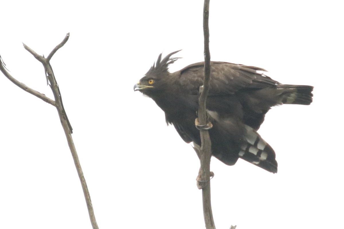 Long-crested Eagle - Glen Chapman