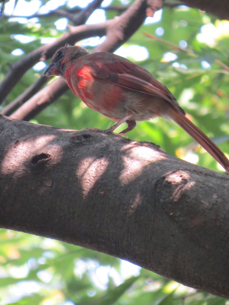 Northern Cardinal - ML125331711