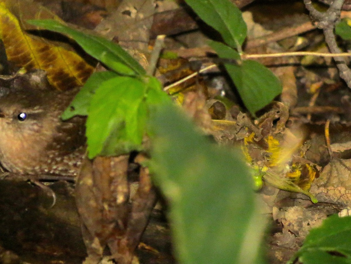 Troglodyte des forêts - ML125332371