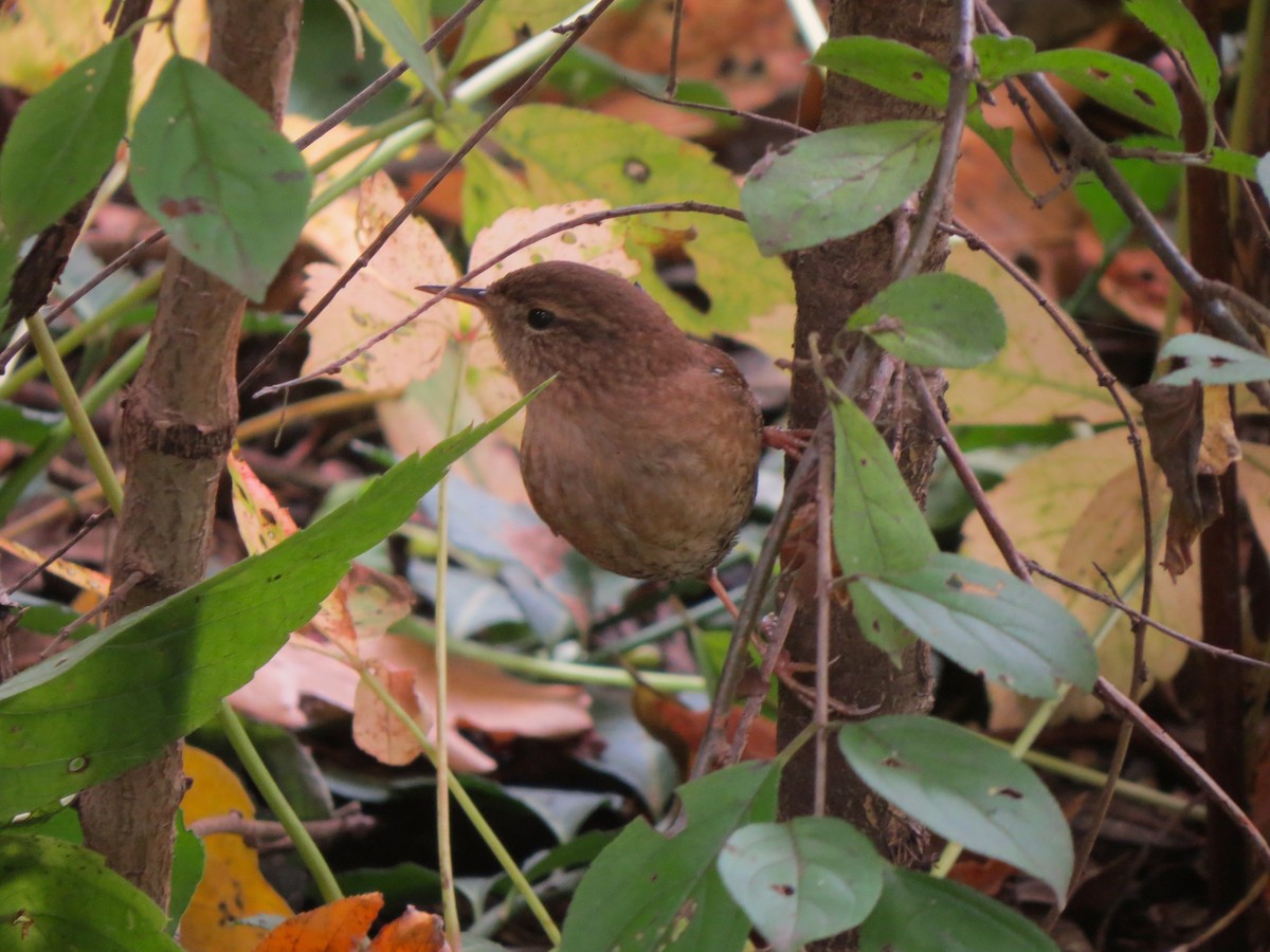 Winter Wren - ML125333201