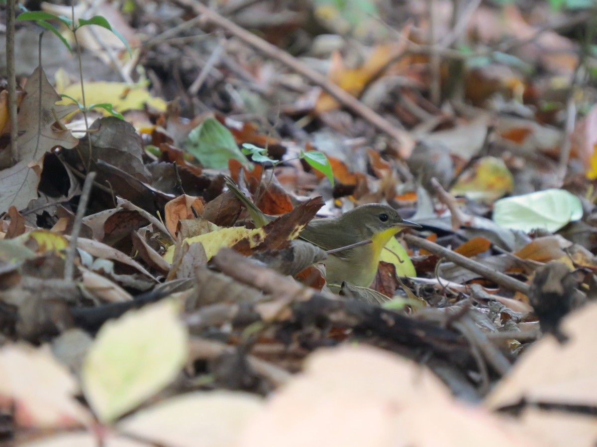 Common Yellowthroat - ML125333641