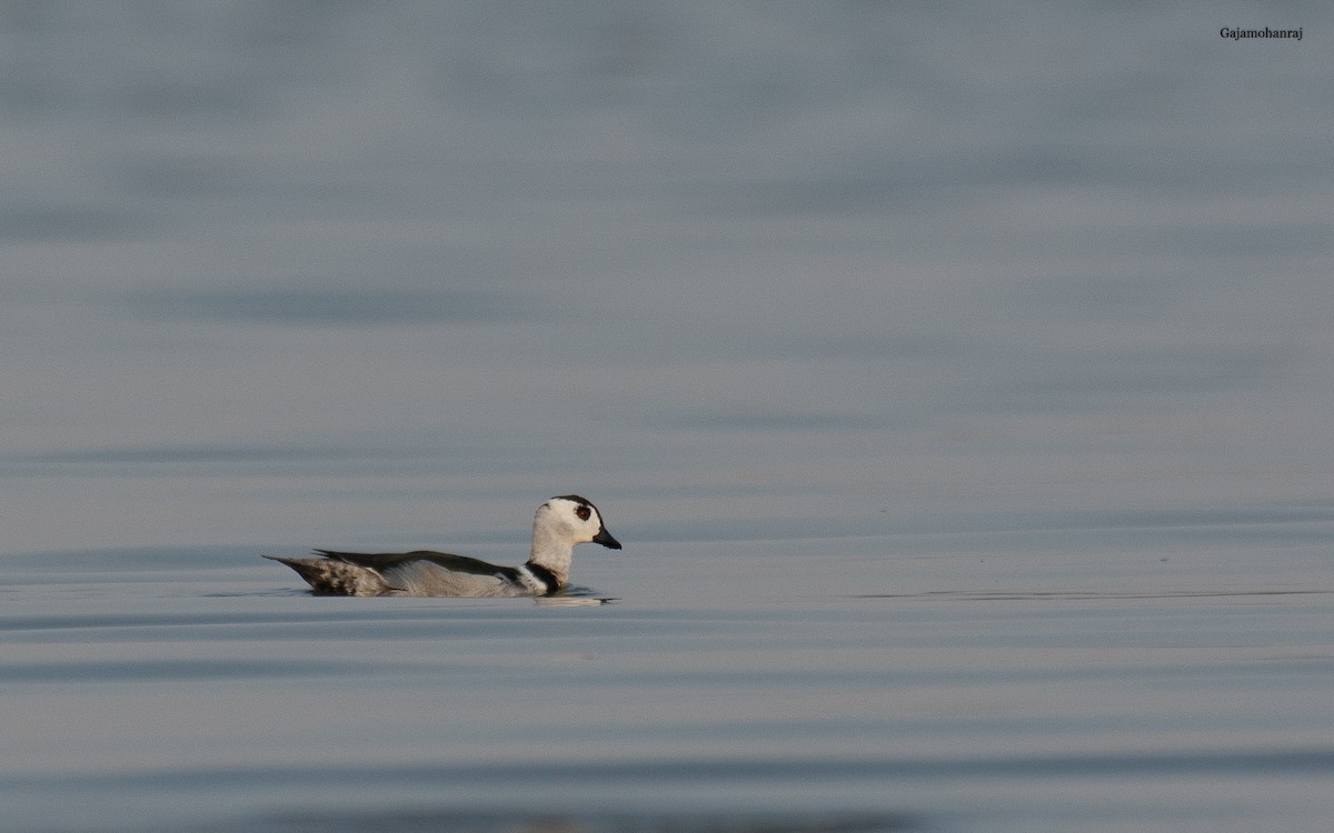 Cotton Pygmy-Goose - Gaja mohanraj