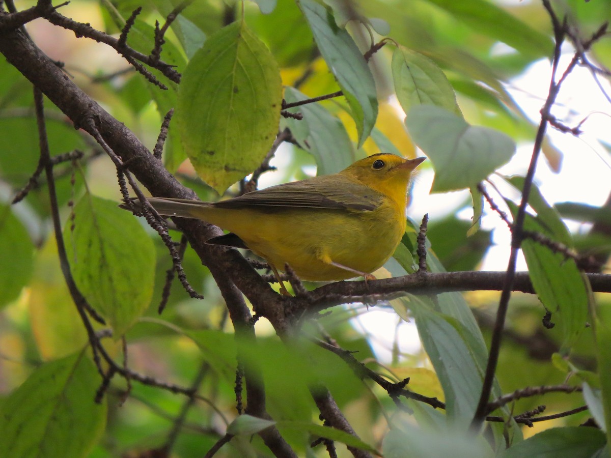 Wilson's Warbler - ML125333901