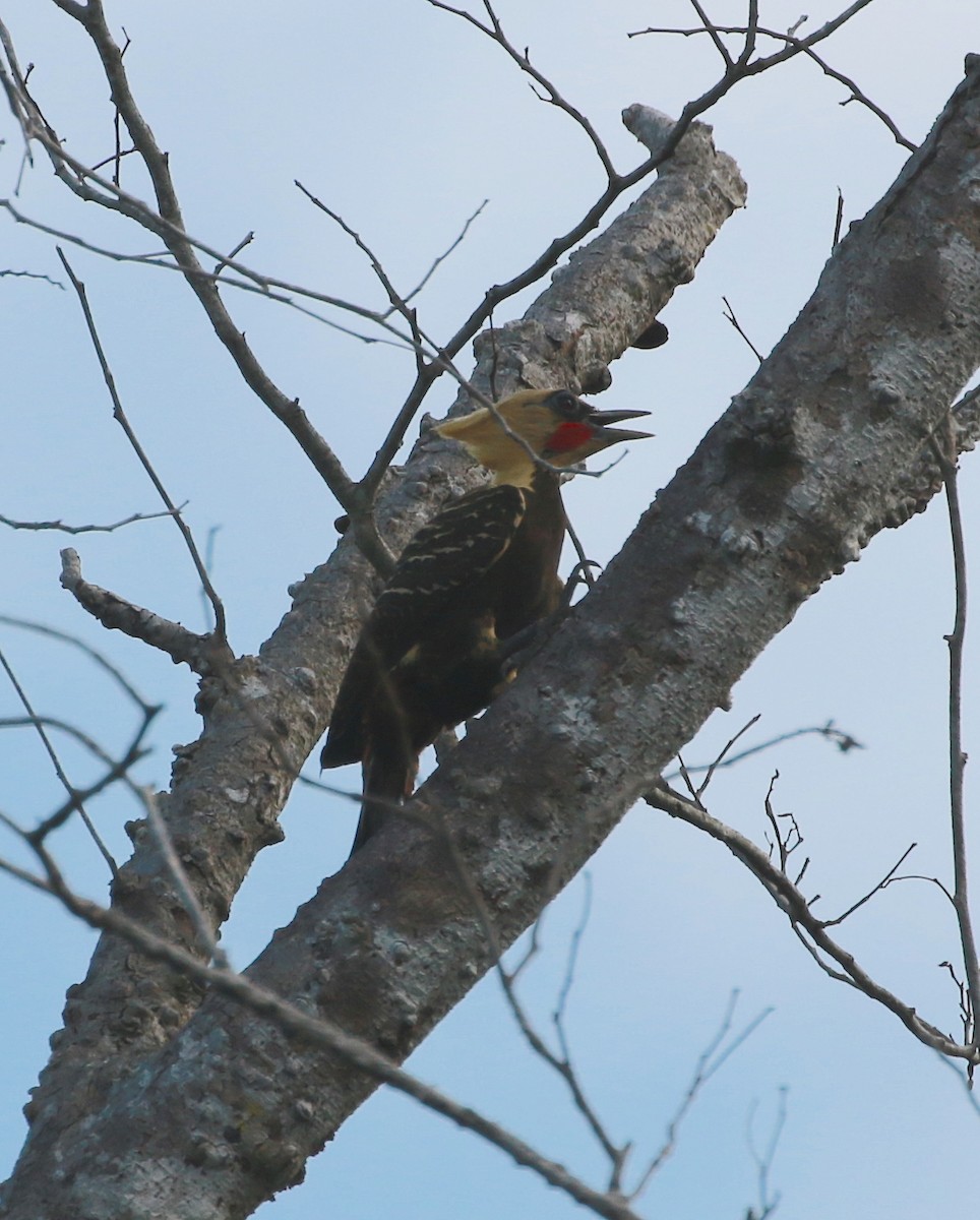 Pale-crested Woodpecker - David Stejskal