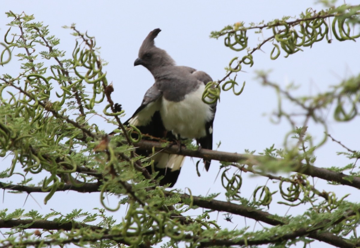 White-bellied Go-away-bird - ML125334261