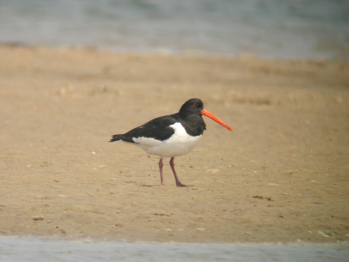 Eurasian Oystercatcher - ML125335911