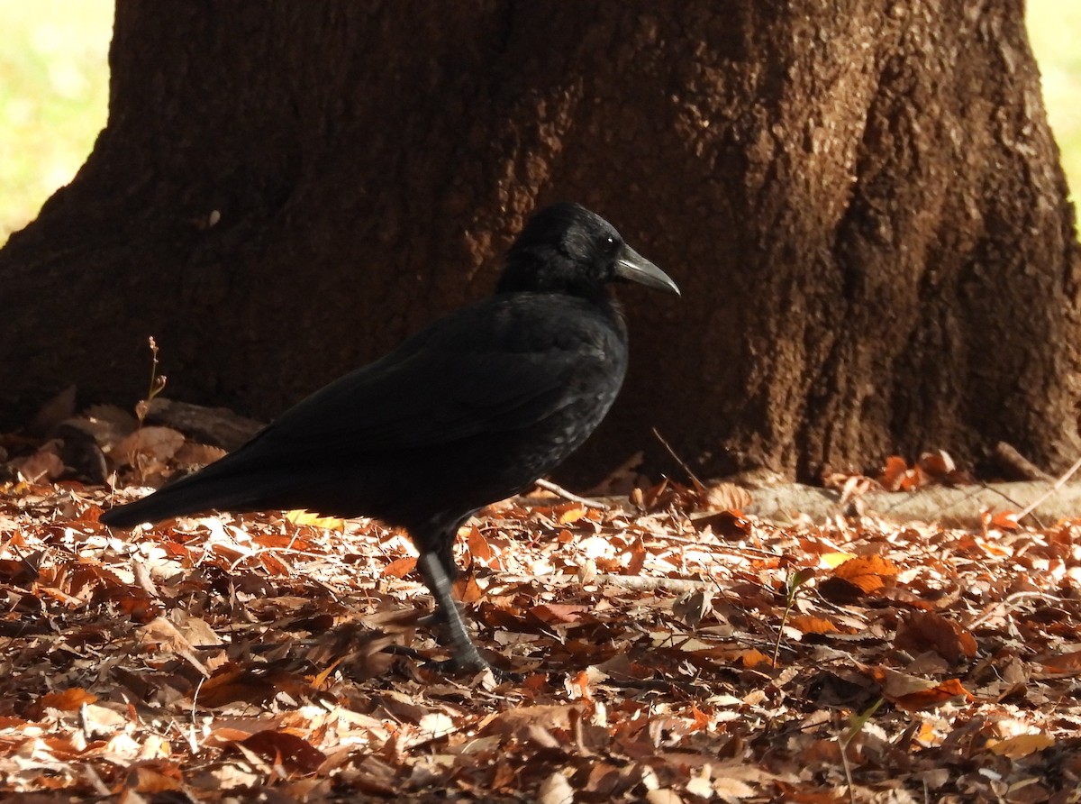 Carrion Crow - ML125336421