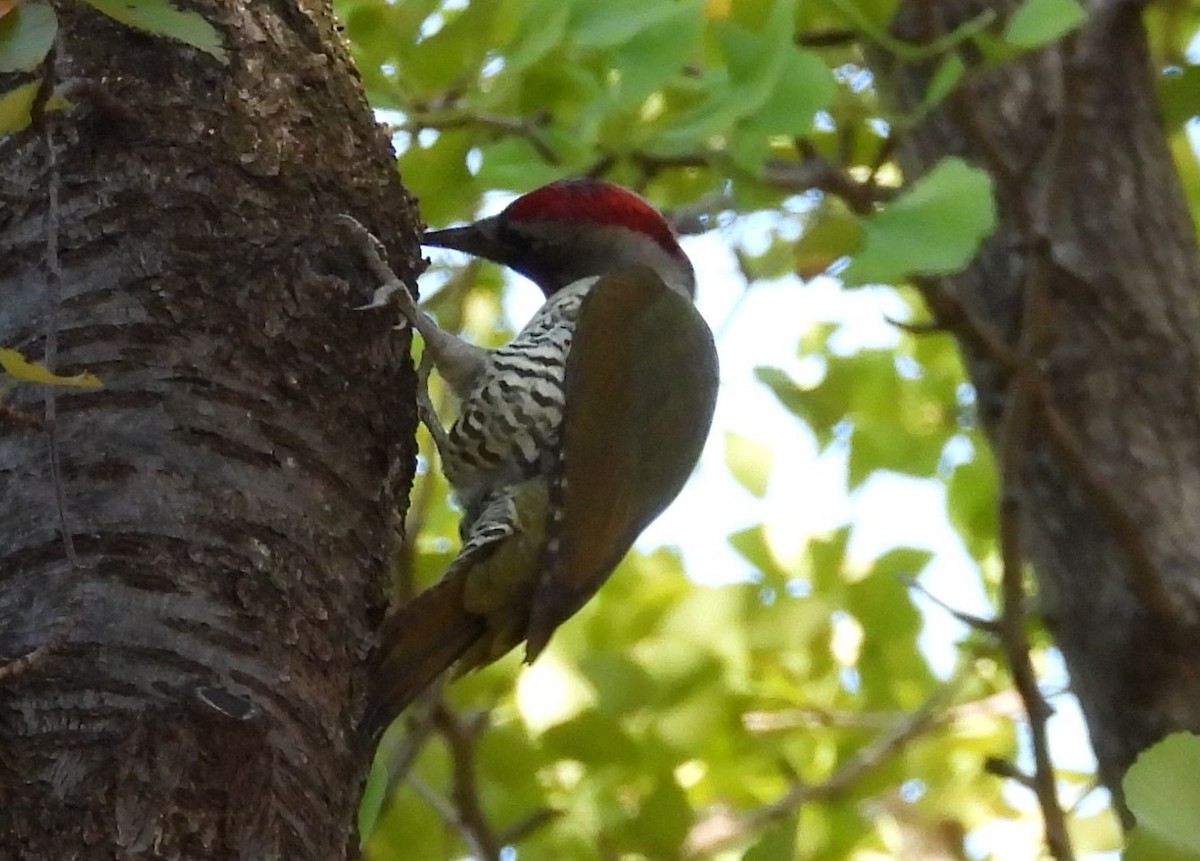 Japanese Woodpecker - ML125336631