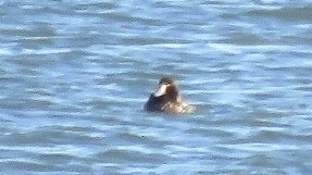 Greater Scaup - ML125339311