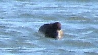 Greater Scaup - ML125339321