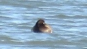 Greater Scaup - ML125339331