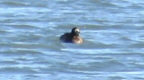 Greater Scaup - ML125339341