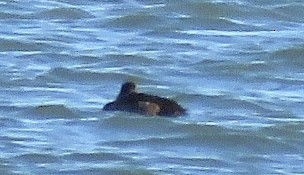 Greater Scaup - ML125339371