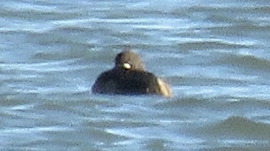 Greater Scaup - ML125339381