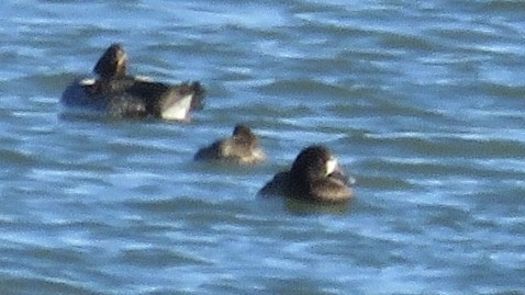 Greater Scaup - ML125339391