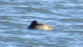 Greater Scaup - ML125339401