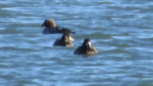 Greater Scaup - ML125339411