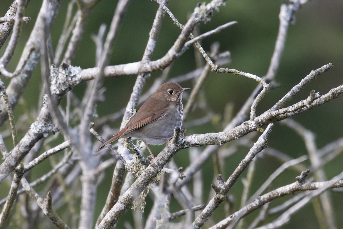 Hermit Thrush - ML125340741