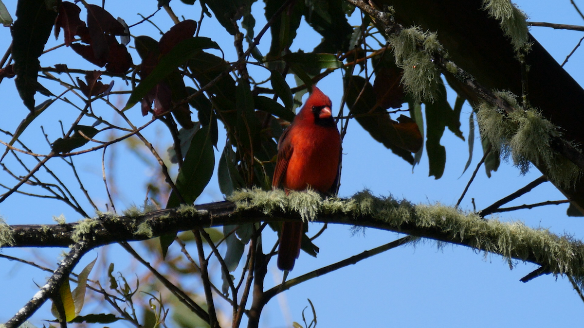 Northern Cardinal - Andy McGann