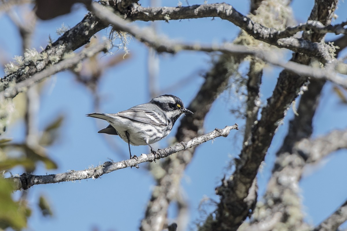 Black-throated Gray Warbler - ML125343671