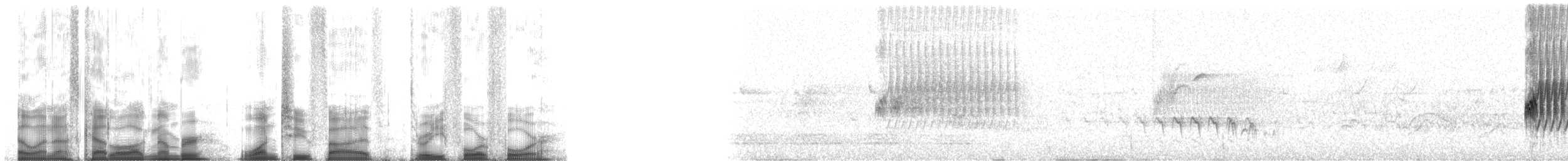 Пятнистый тохи - ML125344