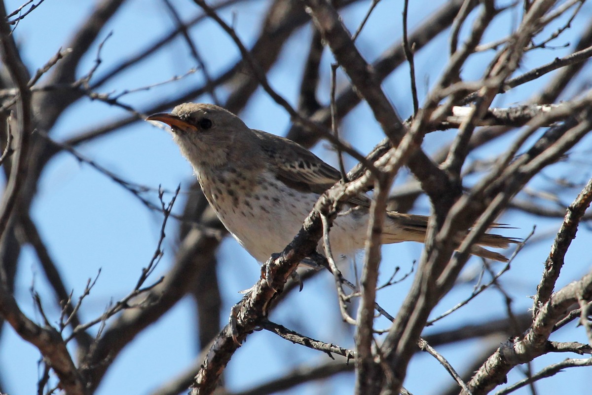 Pied Honeyeater - ML125344831