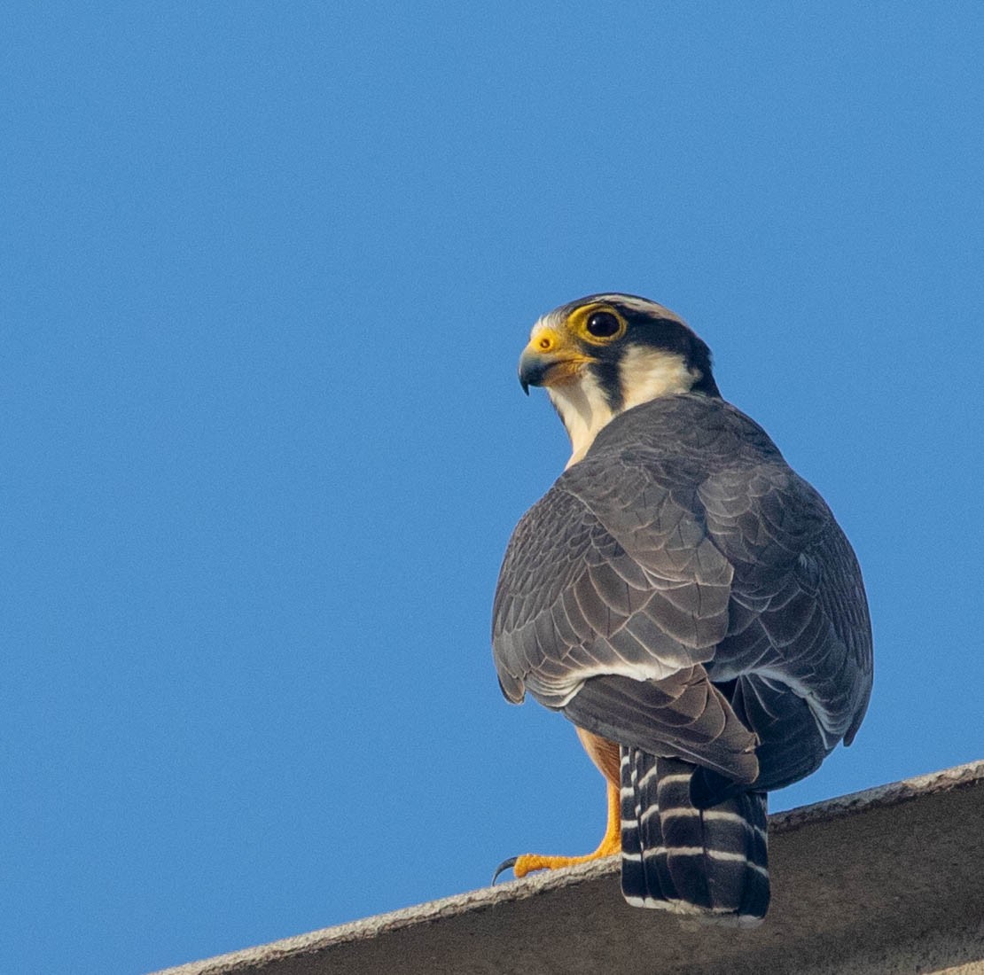 Aplomado Falcon - ML125345391