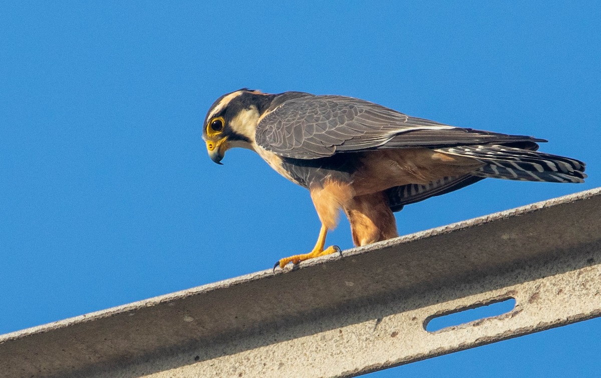 Aplomado Falcon - ML125345421