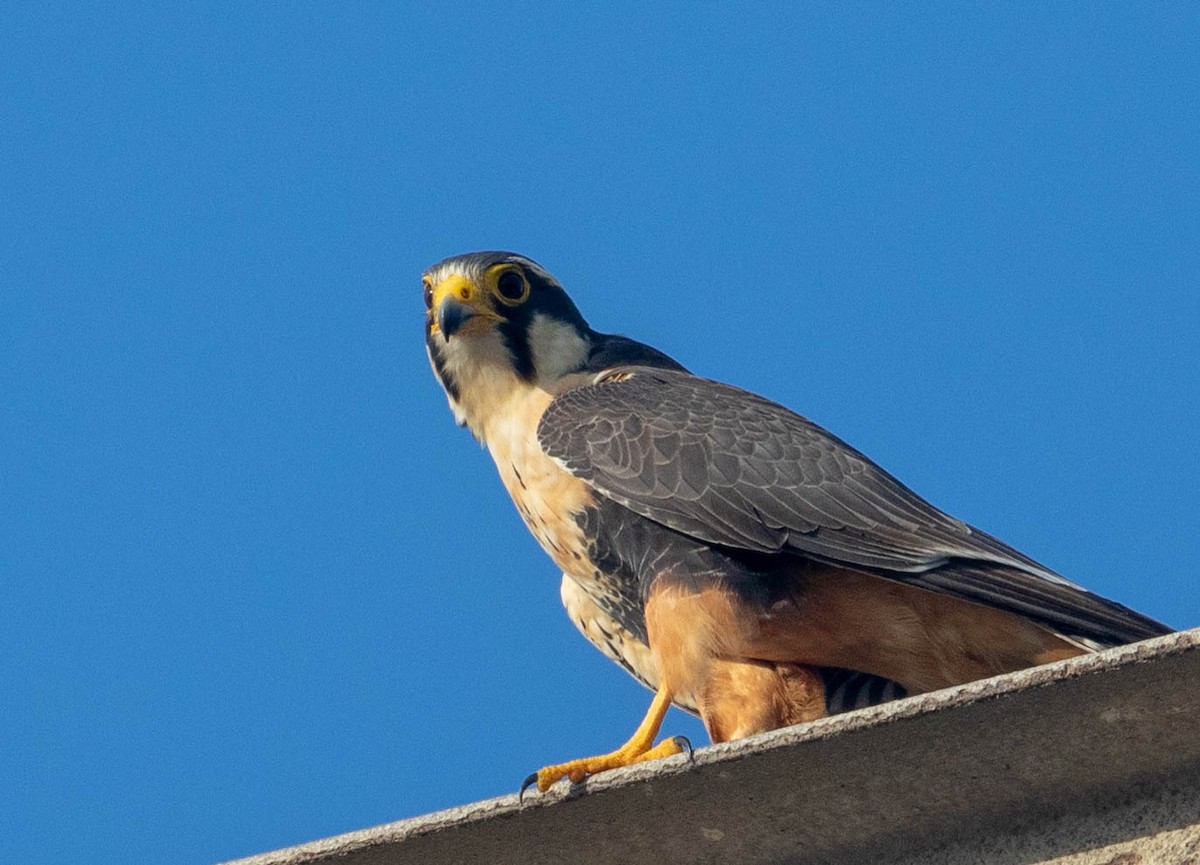 Aplomado Falcon - ML125345461