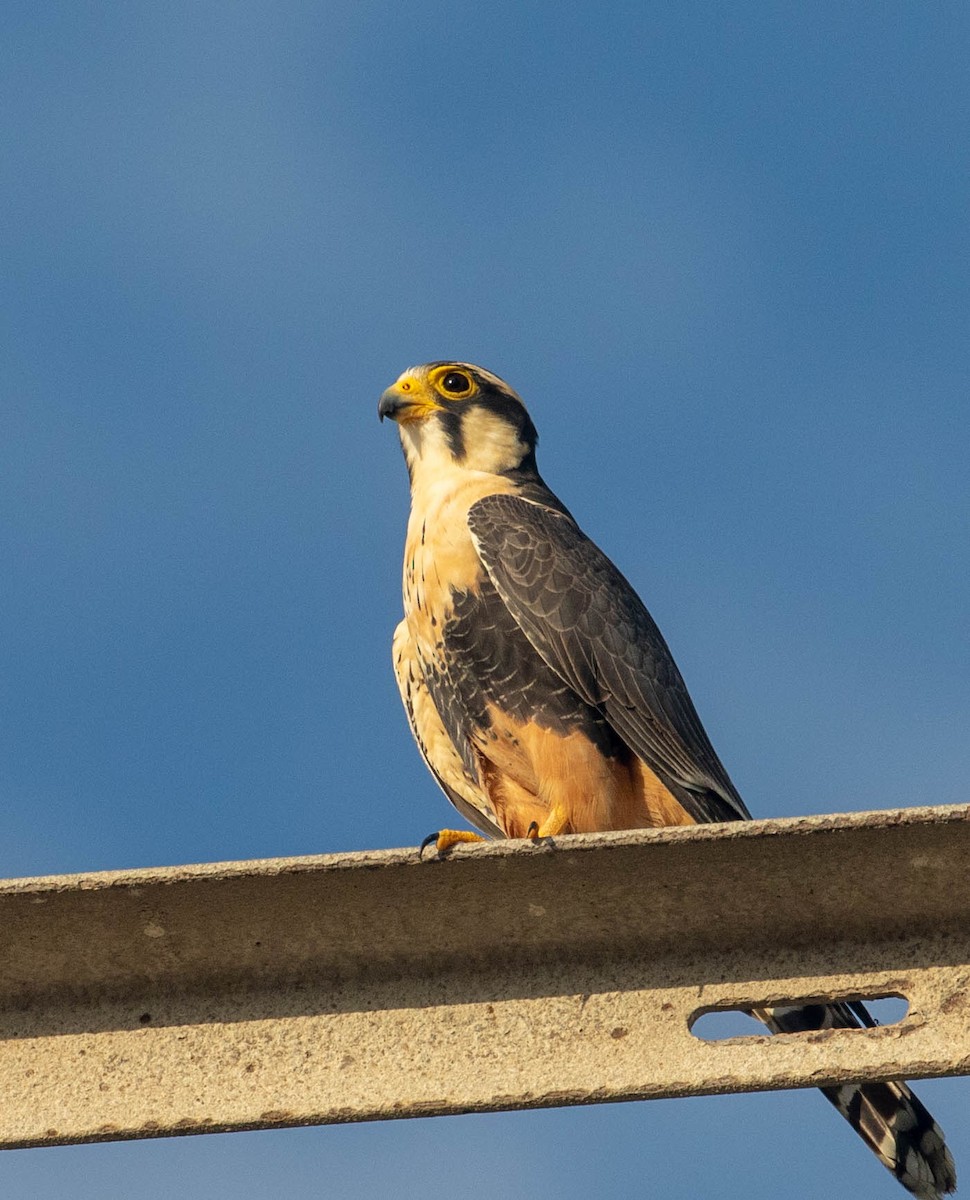 Aplomado Falcon - ML125345521