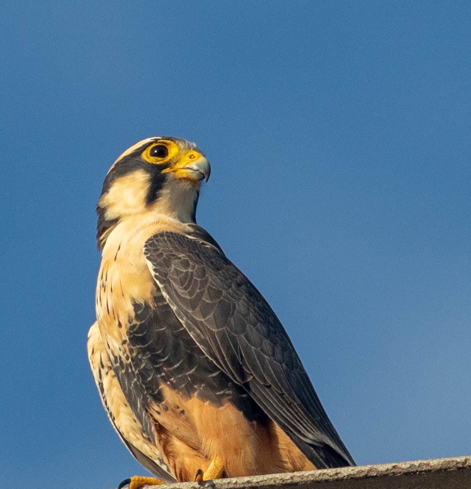 Aplomado Falcon - ML125345541