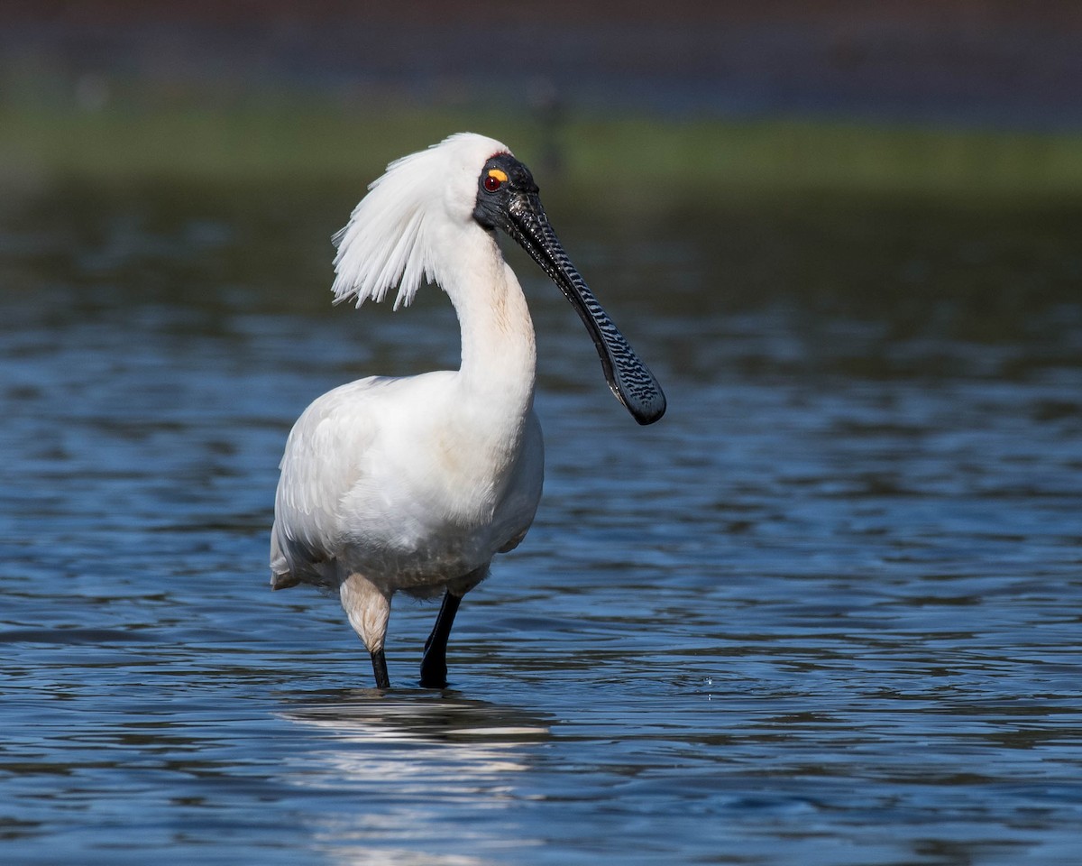 Royal Spoonbill - ML125345611