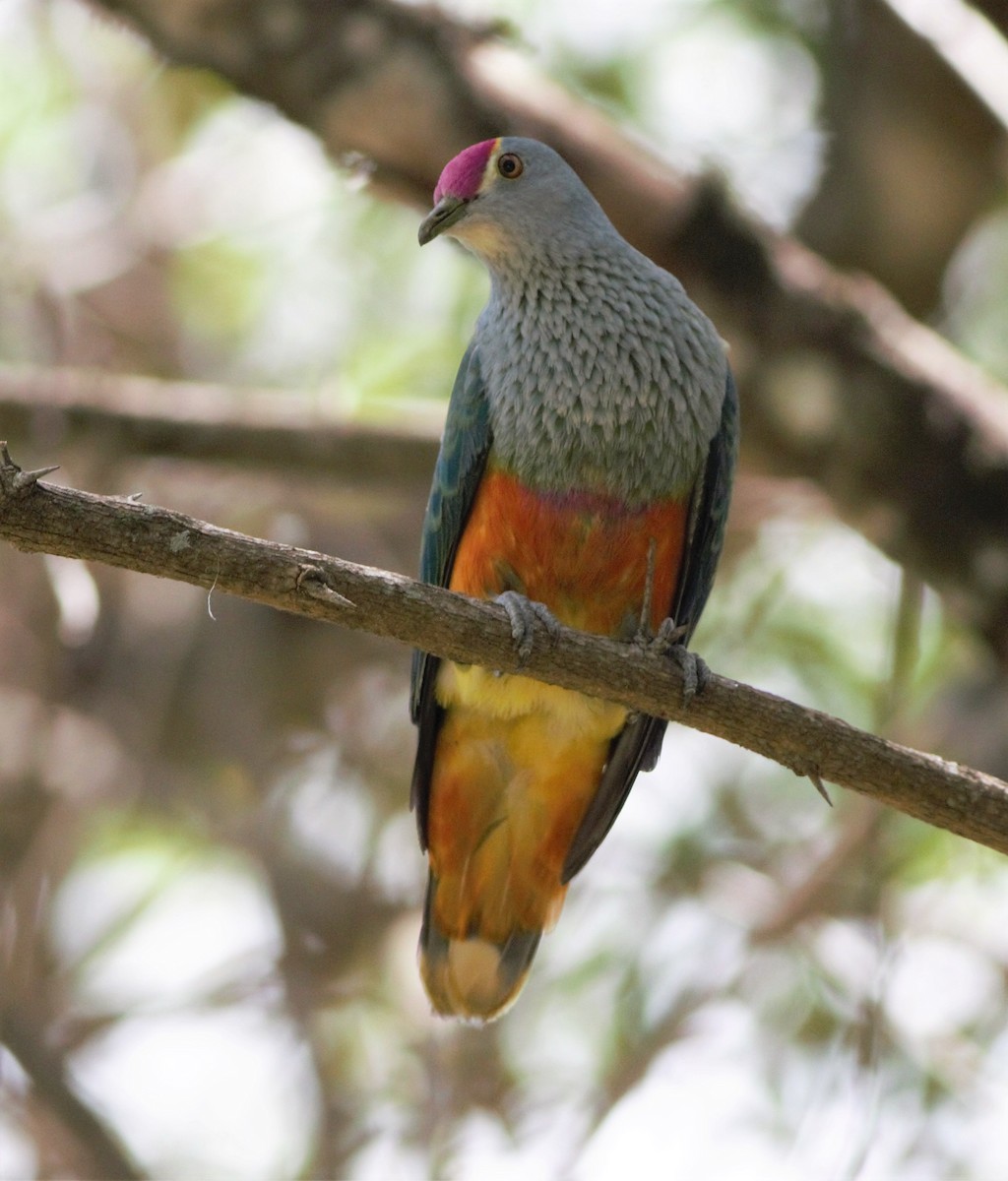 Rose-crowned Fruit-Dove - ML125346081