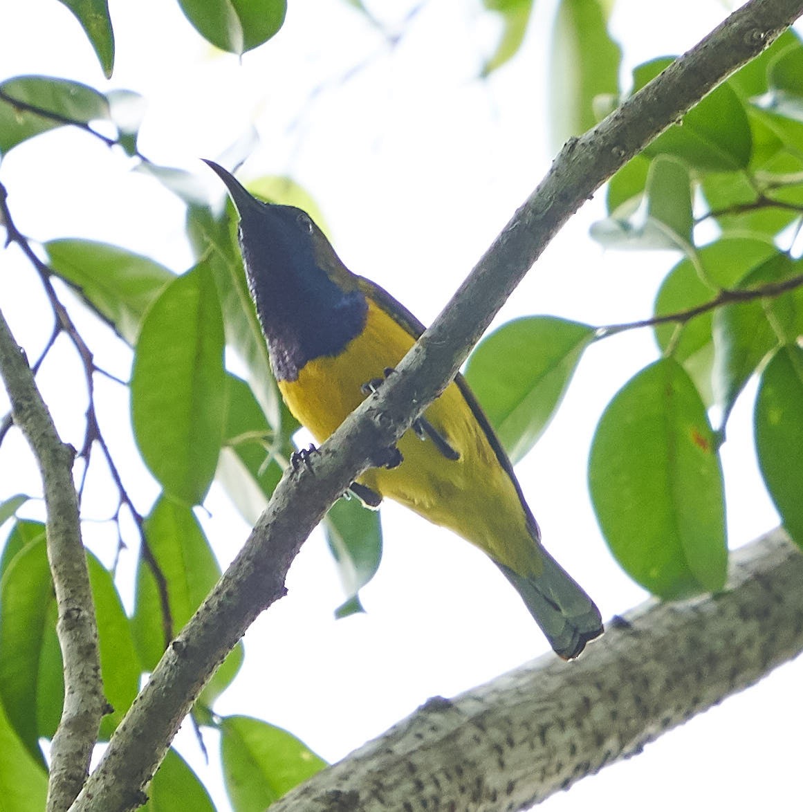 Ornate Sunbird - ML125346401