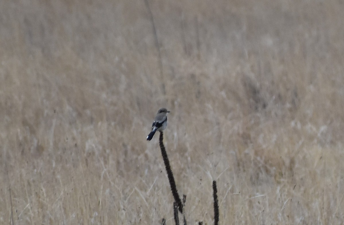 Northern Shrike - ML125349551