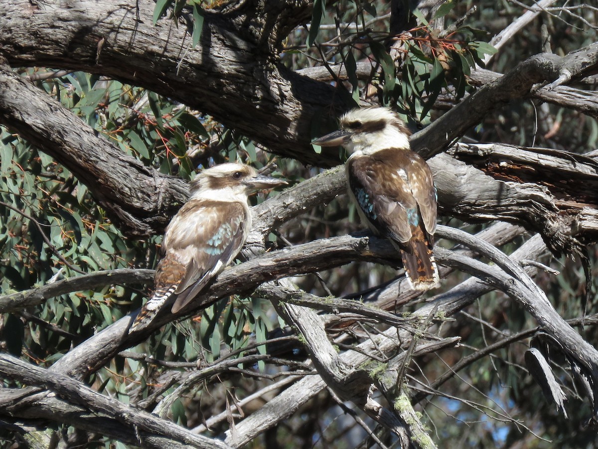 Laughing Kookaburra - ML125351111