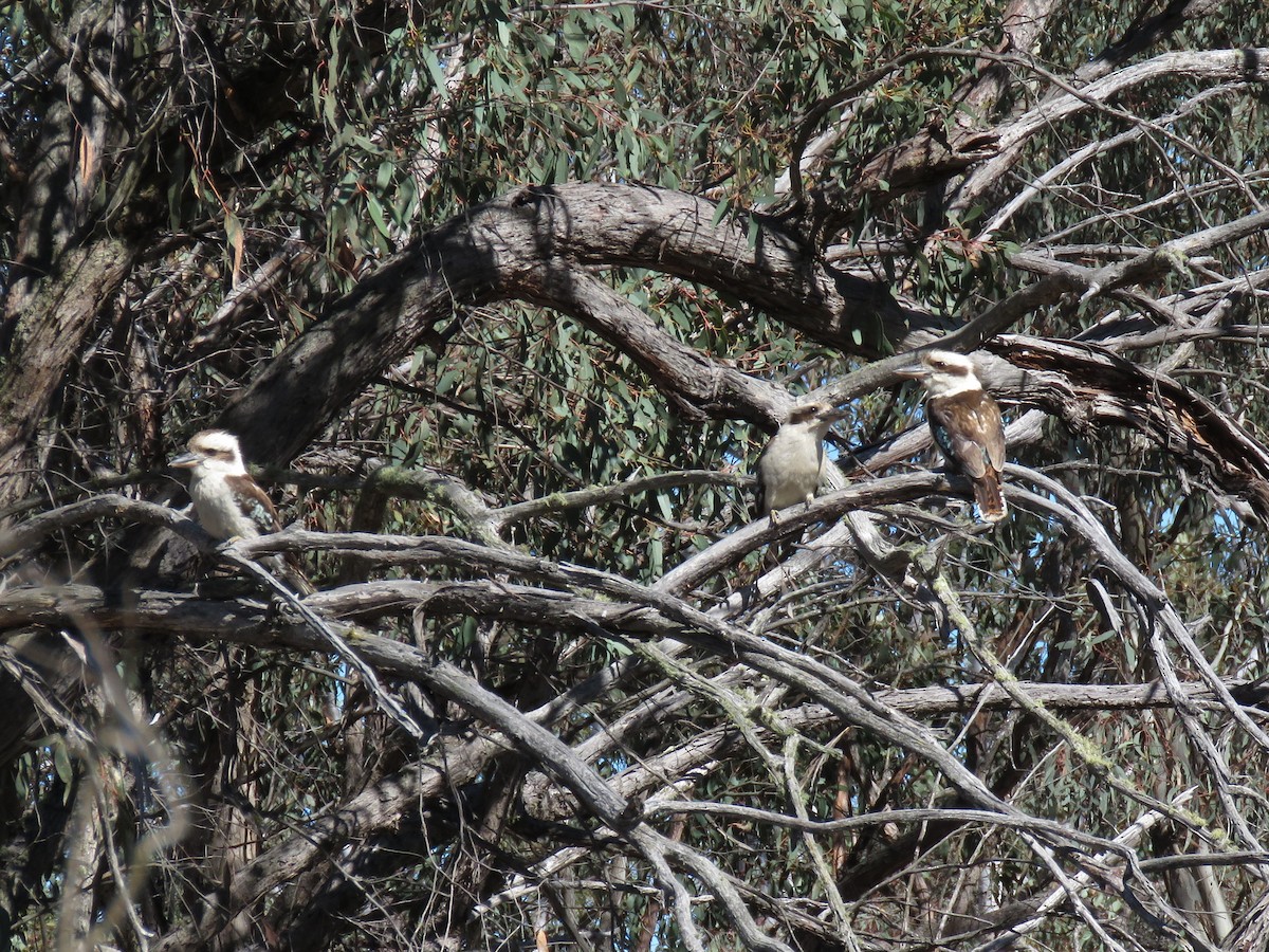 Laughing Kookaburra - Kumiko Callaway