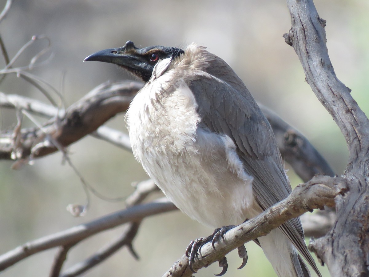 Noisy Friarbird - ML125351621