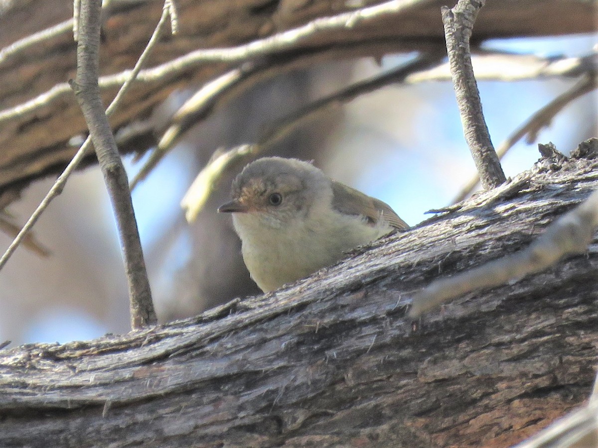 Buff-rumped Thornbill - Kumiko Callaway