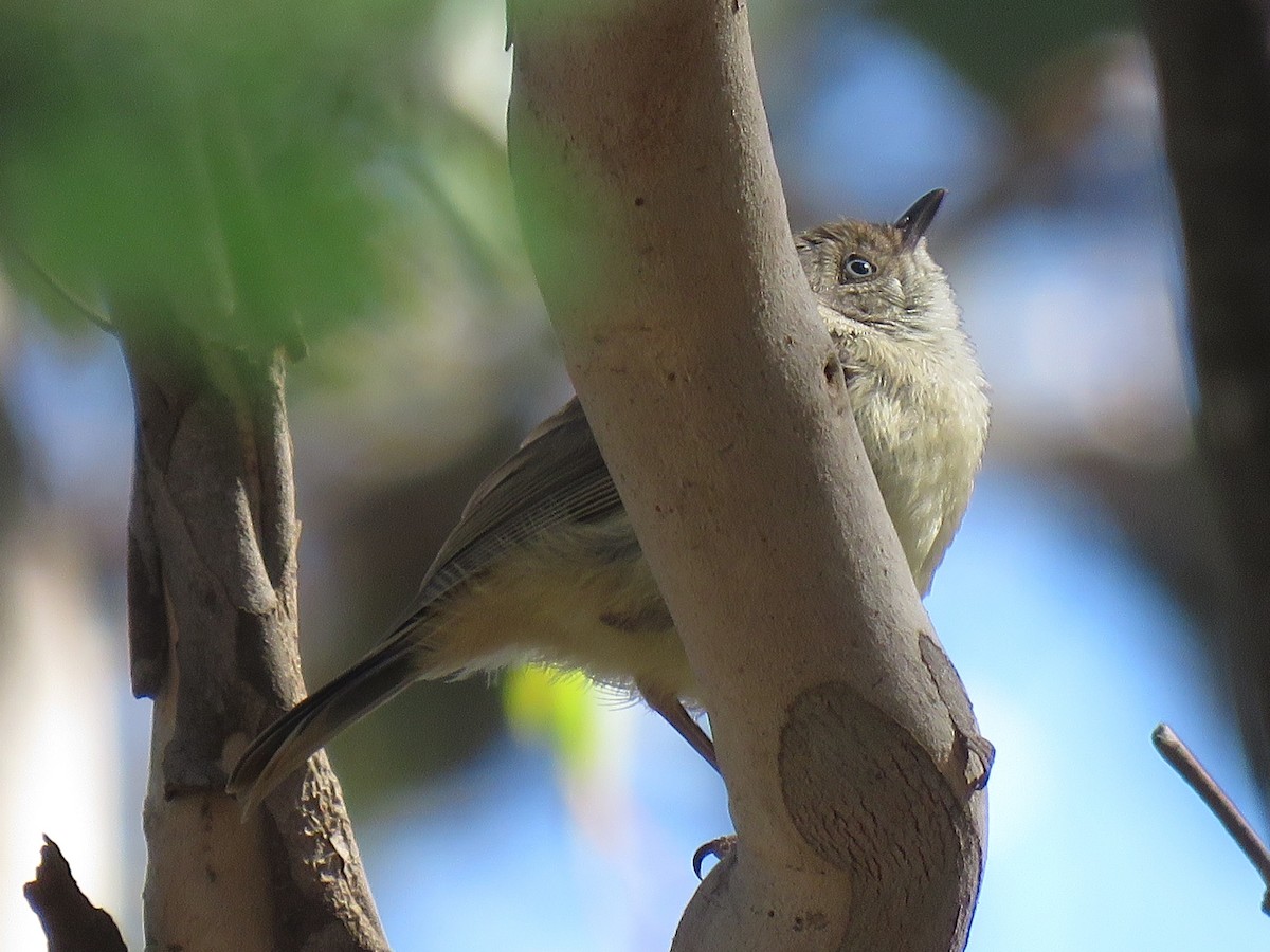 Buff-rumped Thornbill - Kumiko Callaway