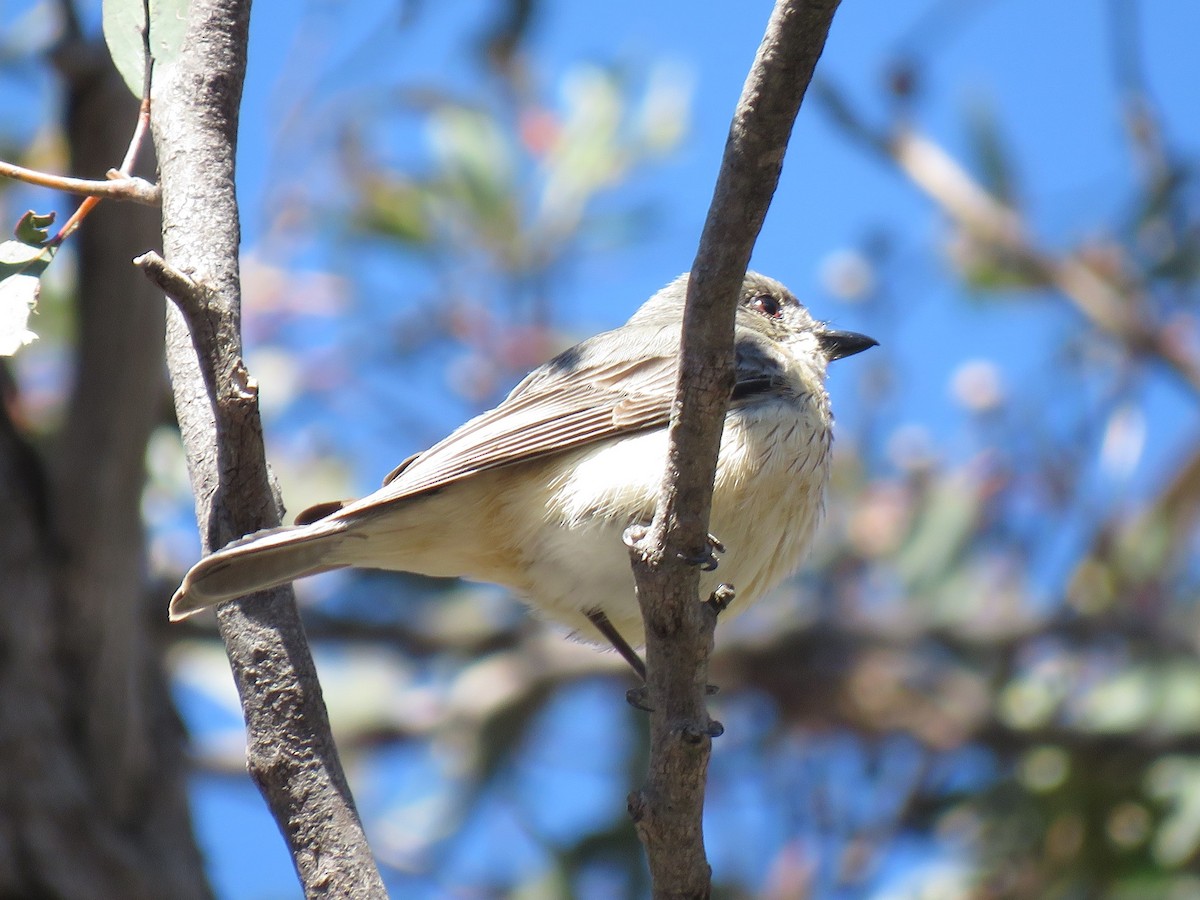 Rufous Whistler - ML125351871